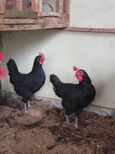 Black Australorp Set 2+1 Egg laying
