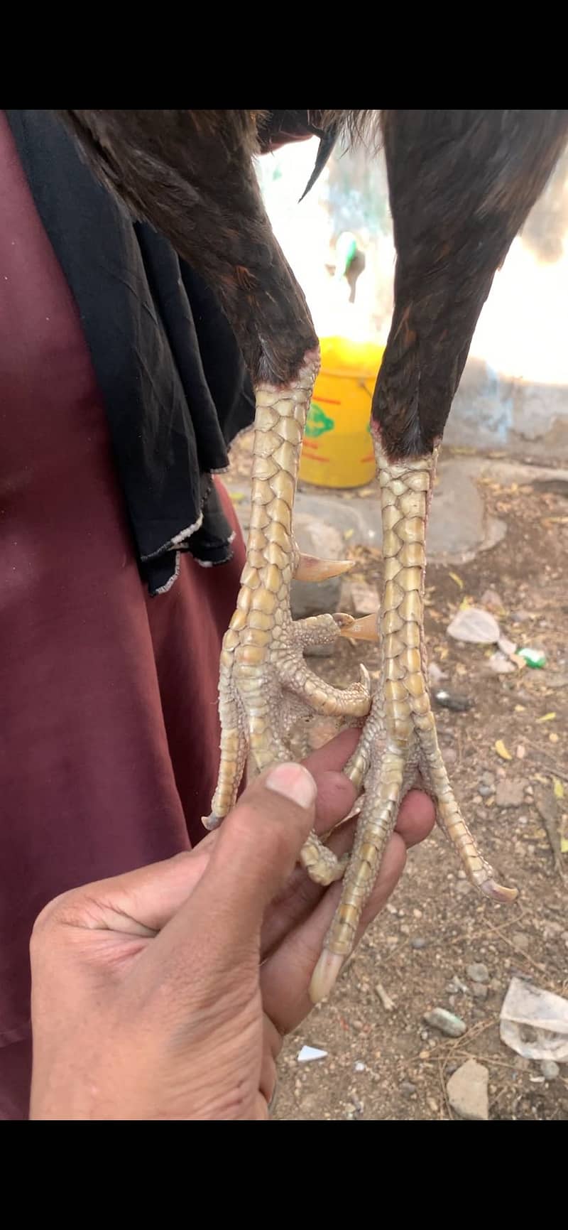 high quality patha 4