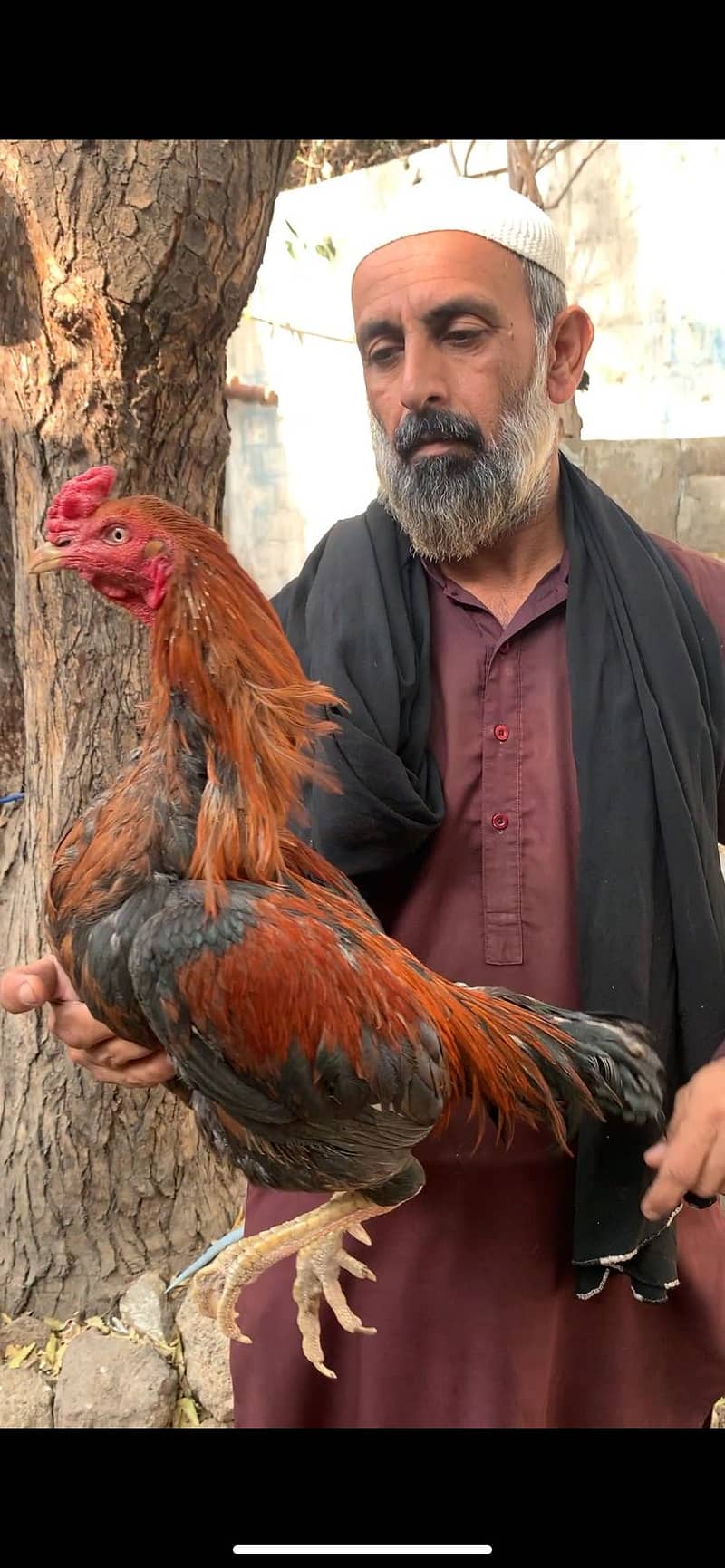 high quality patha 1