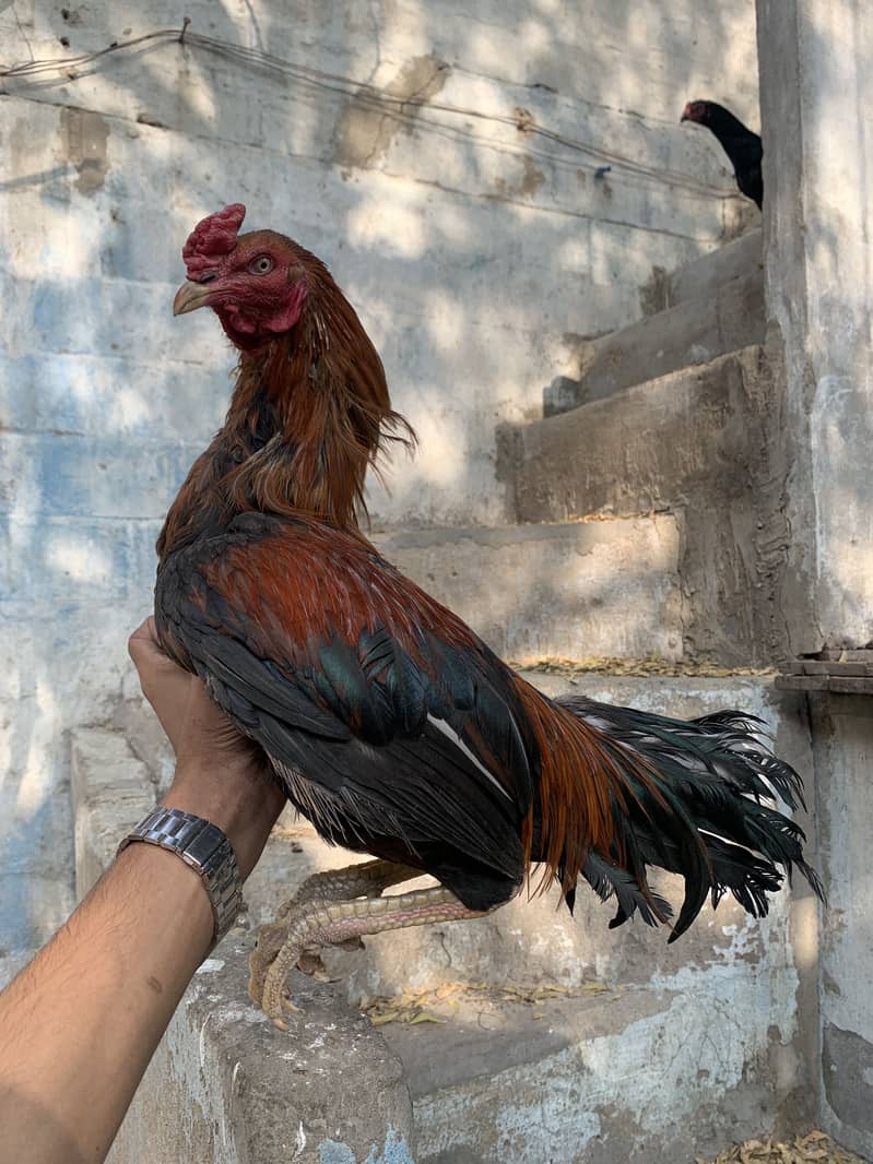 high quality patha 2