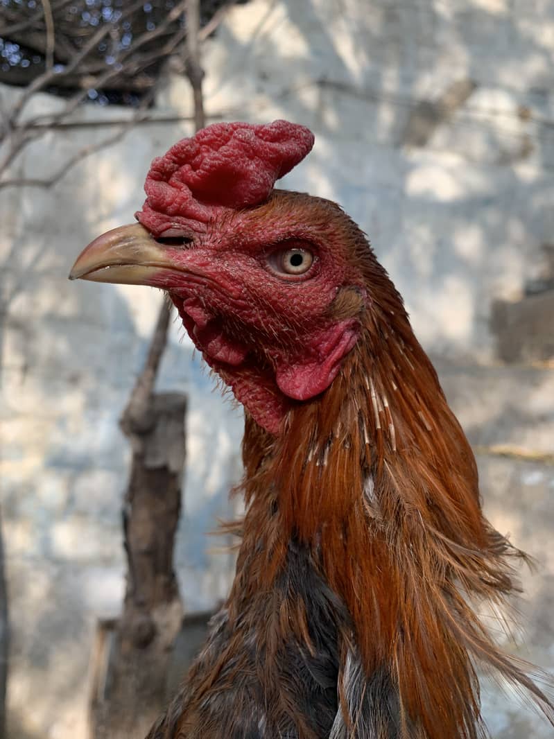 high quality patha 3