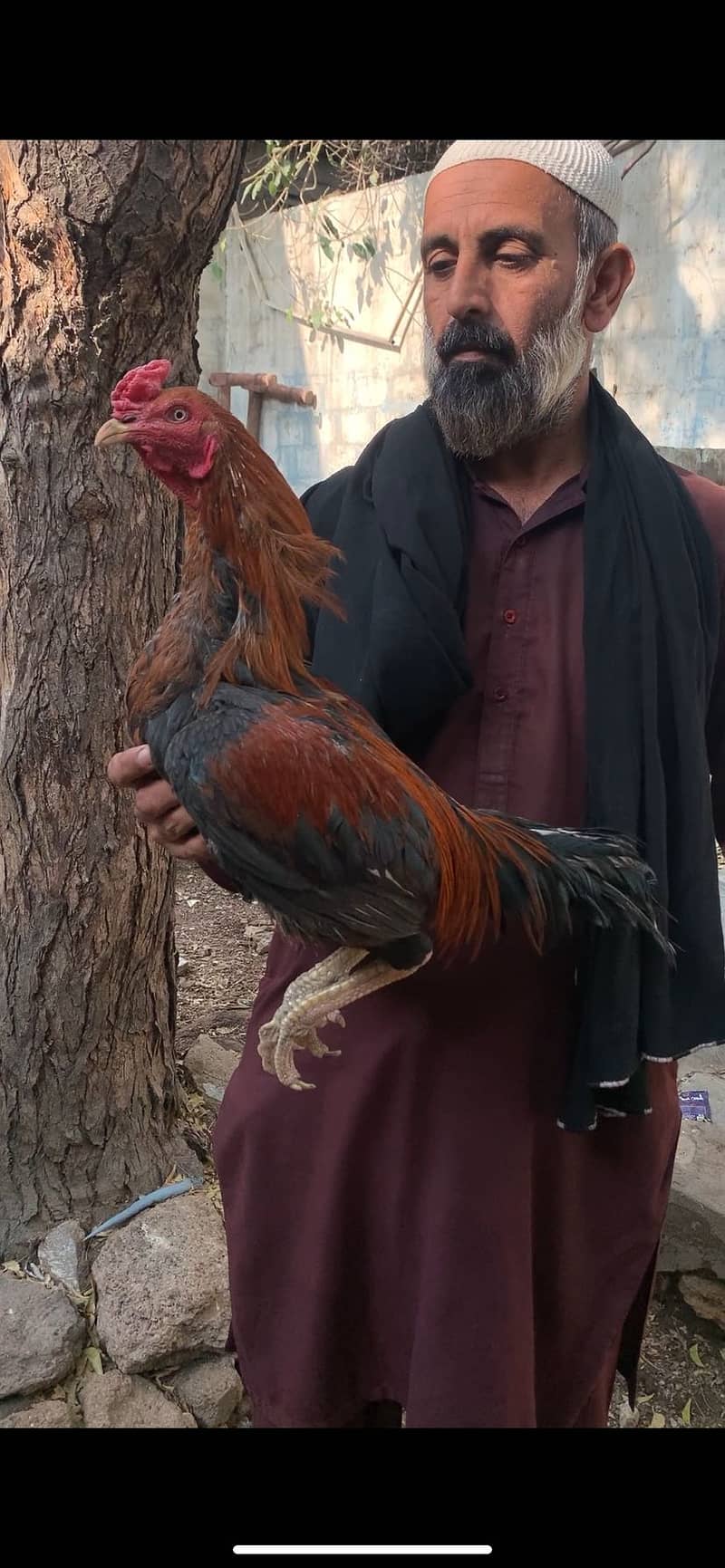 high quality patha 0