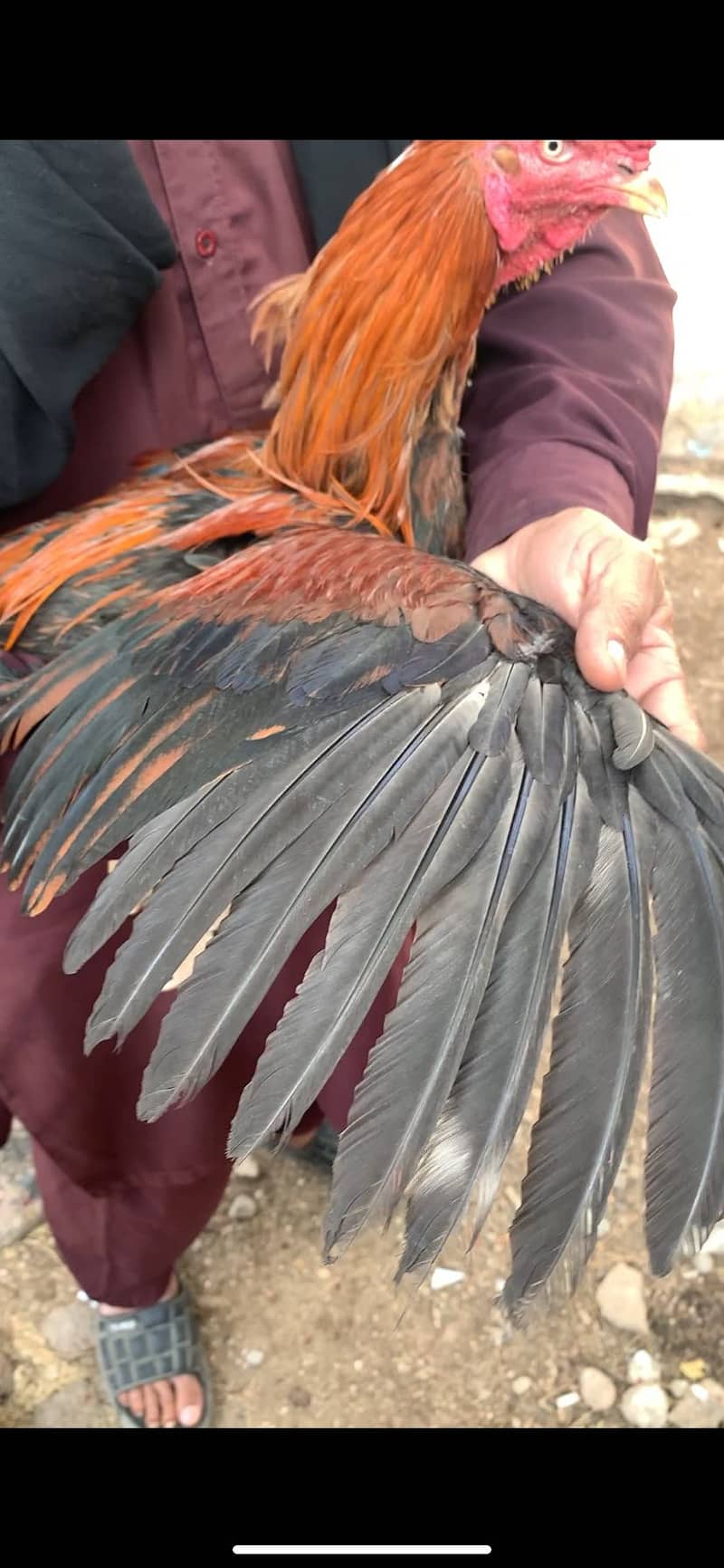 high quality patha 5