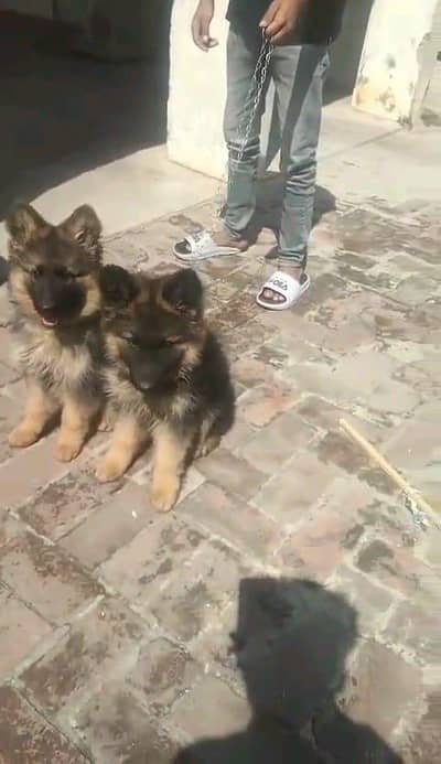 German shepherd | Puppy | GSD | Dog for sale | WhatsApp 03212405409 gf