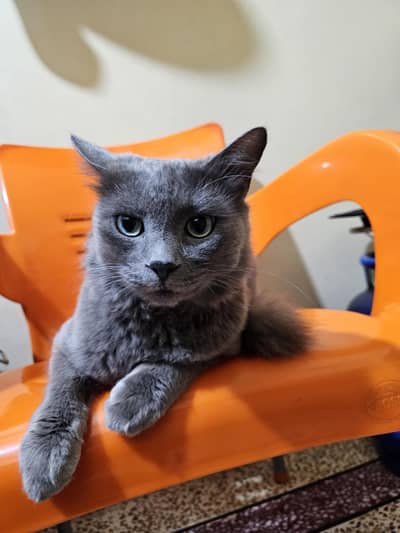 russian cross grey Cat | short british cross cat | green eye