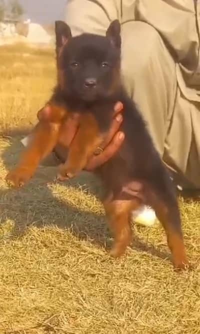 German Shepherd Pair / german shepherd| Puppy | GSD | Dog for sale