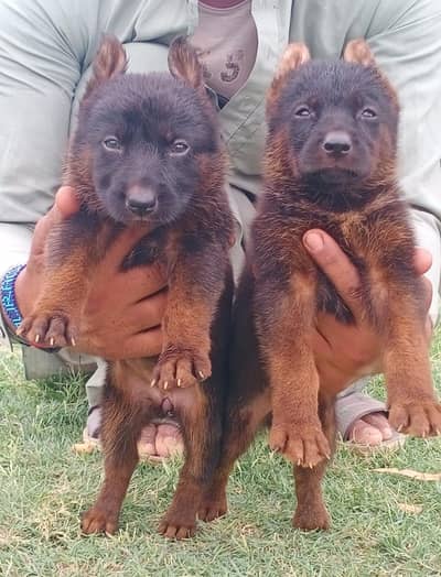 German Shepherd  long coated | black mask puppies pair | Gsd dog
