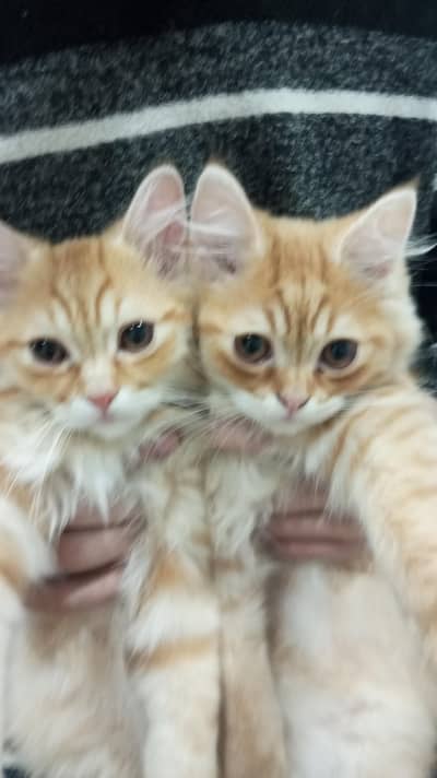 2 Persian Orange Kittens
