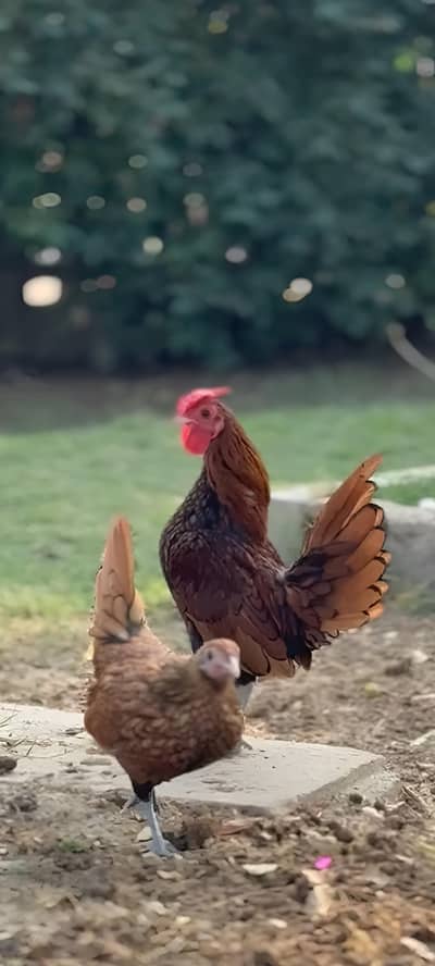 Golden Sebright Breeder Pair | Healthy | Vaccinated | Ready to Lay