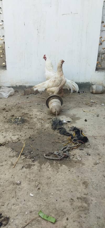 aseel heera breeder pair