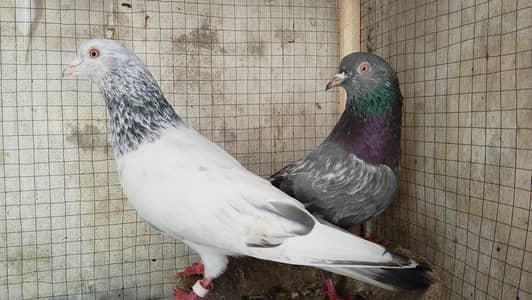 Mian sab waly golden or kamager breeder pair or patha pathi b mile gy