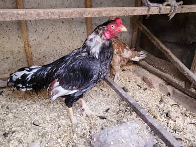 1 pair 1 ayam cemani for sale