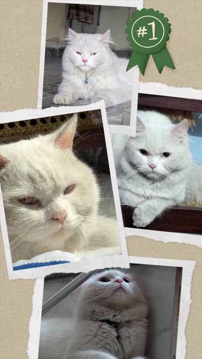 Persian cat for sale
