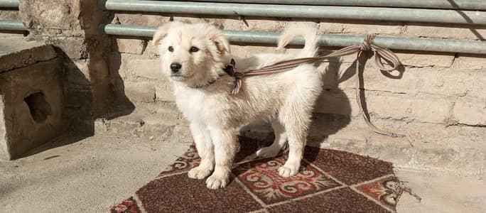 Sheep Dog Available to sale