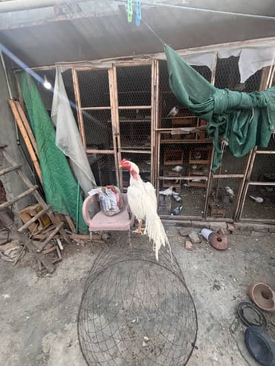 White Heera Aseel chicks for sale
