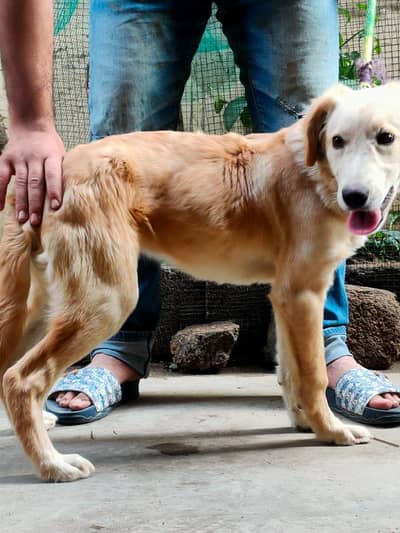 lebra , golden retriever cross
