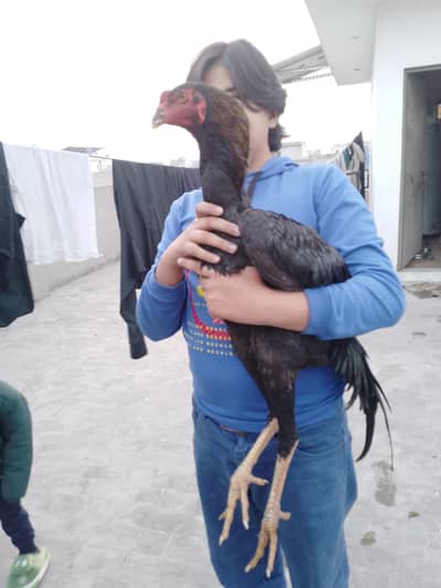 Pure Shamo japnies patha for sale