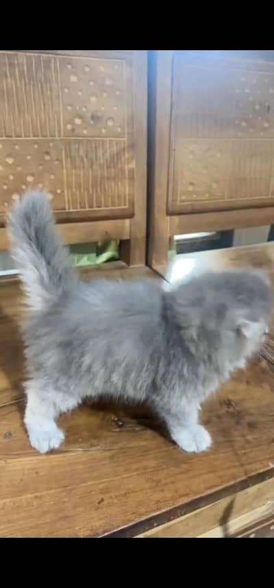 Quality Persian Punch face cat & kitten =03205959094=Whatsapp