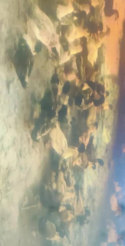 03212618034 iss number pr rabta kray