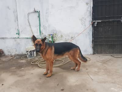German Shepherd / GSD male available for sale. .