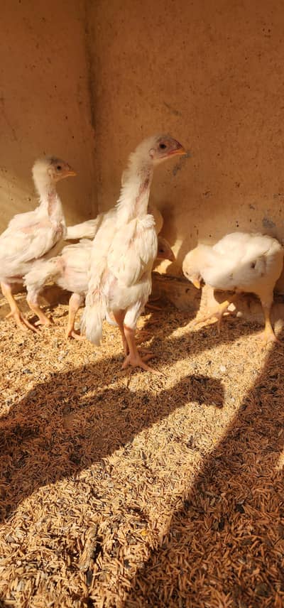 German shamo chiks Top Quality