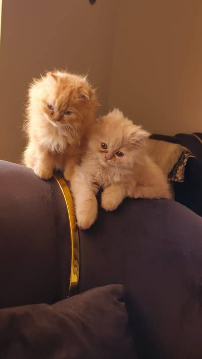 Persion 1 Brown & 1 Fawn male