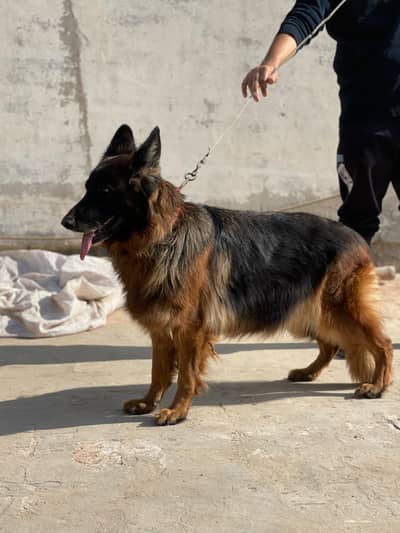 German shepherd female