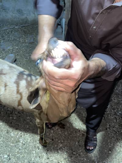 rajanpuri shera print beetal bakri for sale