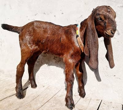 Pour Nagra Beetal Bakra