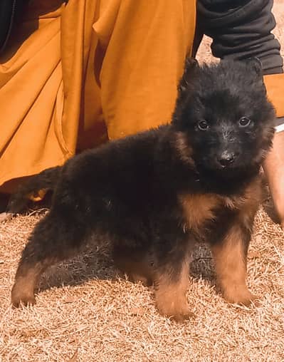 German Shepherd| Puppy | Double Coat puppies | Dog For Sale |GSD