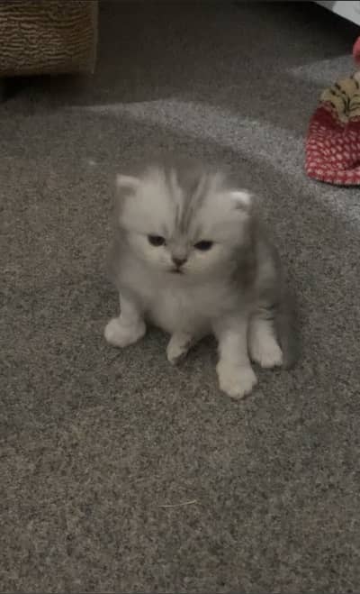 Persian kittens white kittens