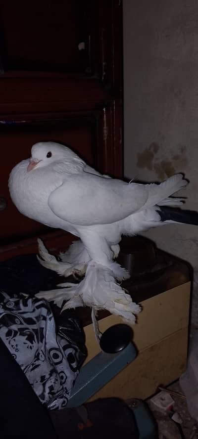 fancy pegon king size