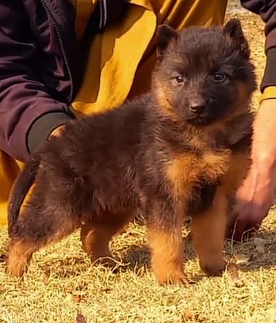 German Shepherd female for sale