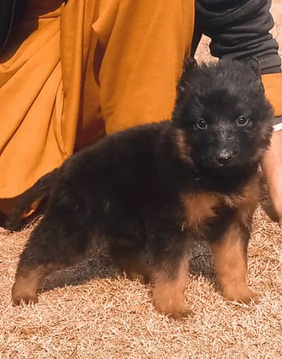 German Shepherd female for sale