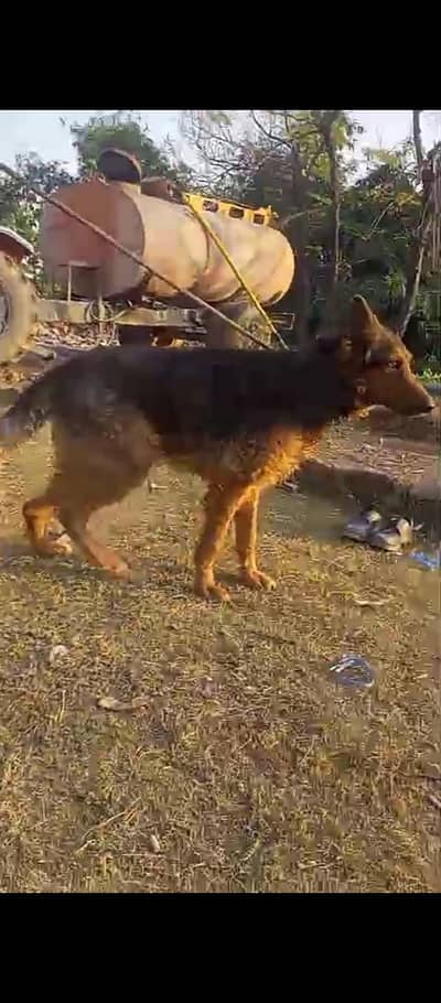 German Shepherd dog for sale.