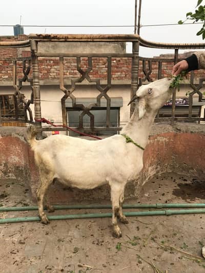 tadi bakri ghaban  03244916430