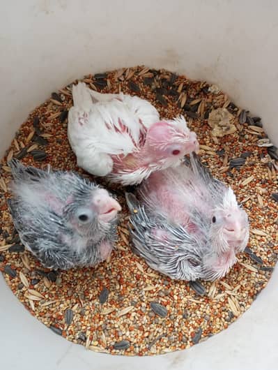 Healthy and beautiful cocktail chicks for sale for hand tame