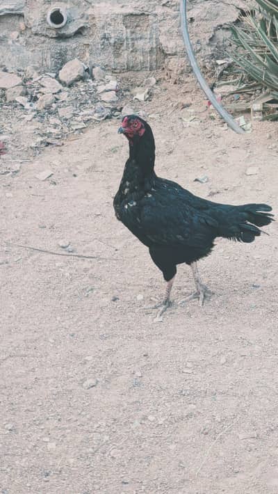 Aseel Murgi pure sindh