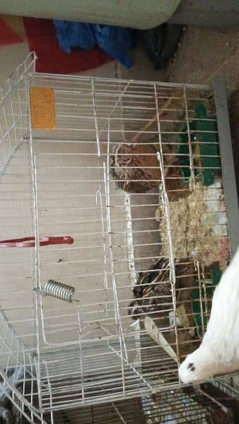 2  brown btair for sale with cage
