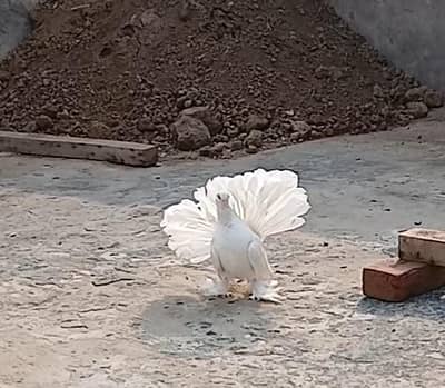 White American chiks