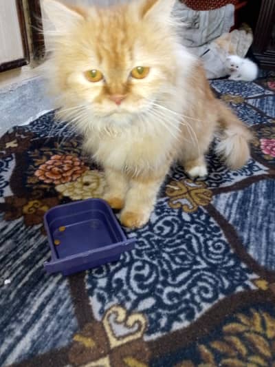 Golden Brown Persian cat with 4 kittens are available for urgent sale