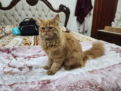 full coat Ginger male kitten whatsapp 03235406733