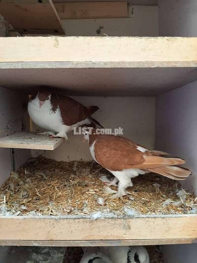 Sharazi breeder pair