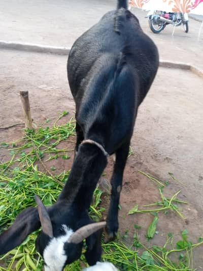 gote for sale hay