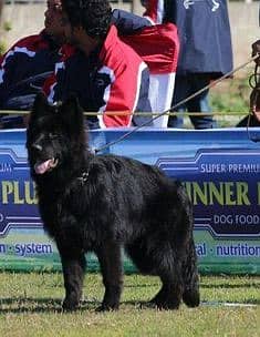 Black shepherd Dog| GSD puppies| pedigree puppy | black Gsd