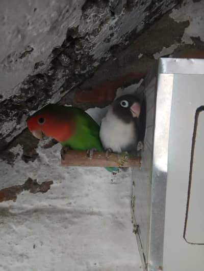 love birds for sale or exchange