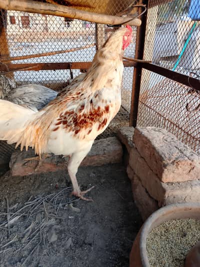 2 murghy young pathay