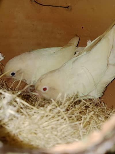 lovebirds forsale with cage