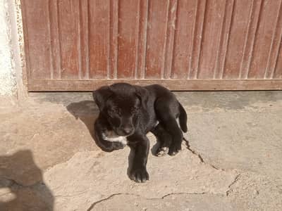 male for sale age 1 mth ka hai