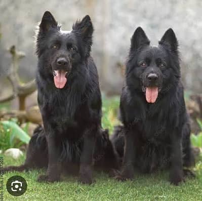 Black German shepherd | Black GSD | Dog for sale | Long coat Dog